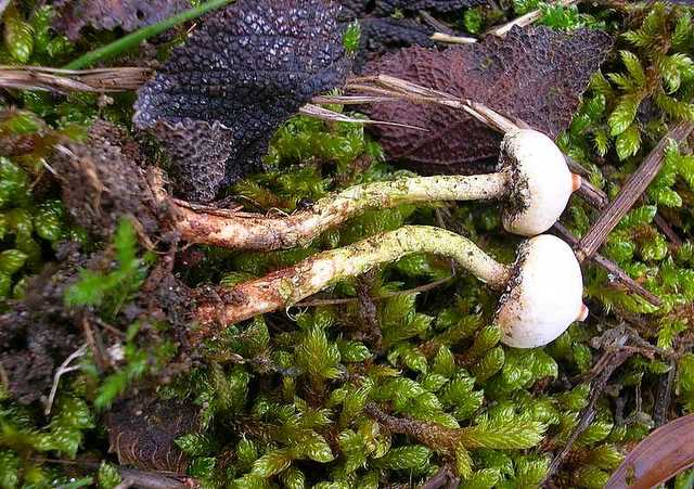2005 :  Un anno di funghi